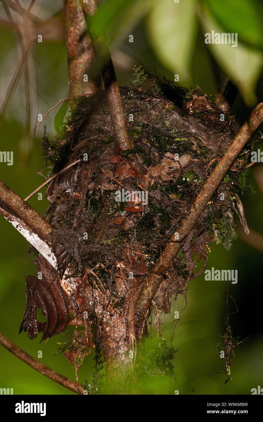 Nest of Orange-headed thrush, Geokichla citrinanest, Thattekad Bird Sanctuary, Thattekad, Kerala, Western Ghats, Kerala, India Stock Photo