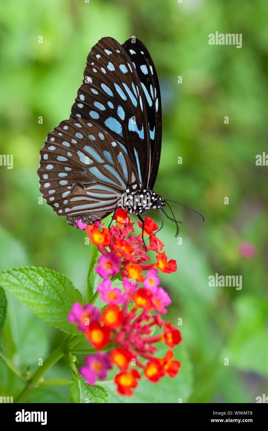 single Blue Tiger butterfly on lantana flower,Tirumala limniace, Western Ghats, Kerala, India Stock Photo