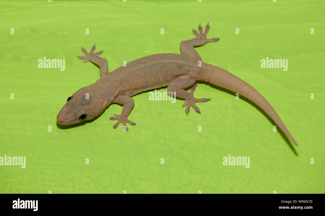 Four-clawed gecko,Gehyra mutilata, also as common four-clawed gecko,stump-toed gecko,tender-skinned house gecko or sugar gecko, Western Ghats,India Stock Photo