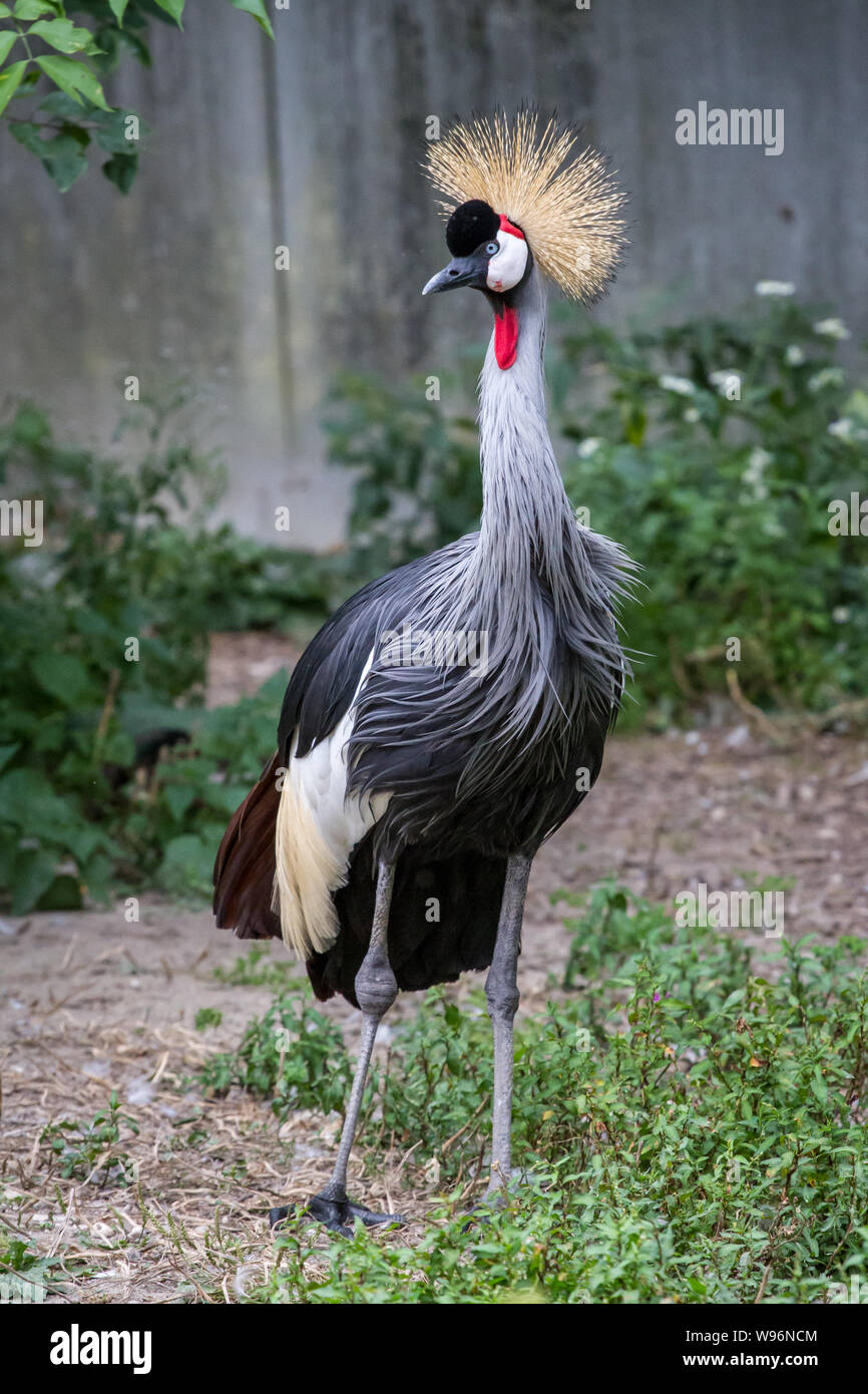 Balearica pavonina (crowned crane) in captivity Stock Photo
