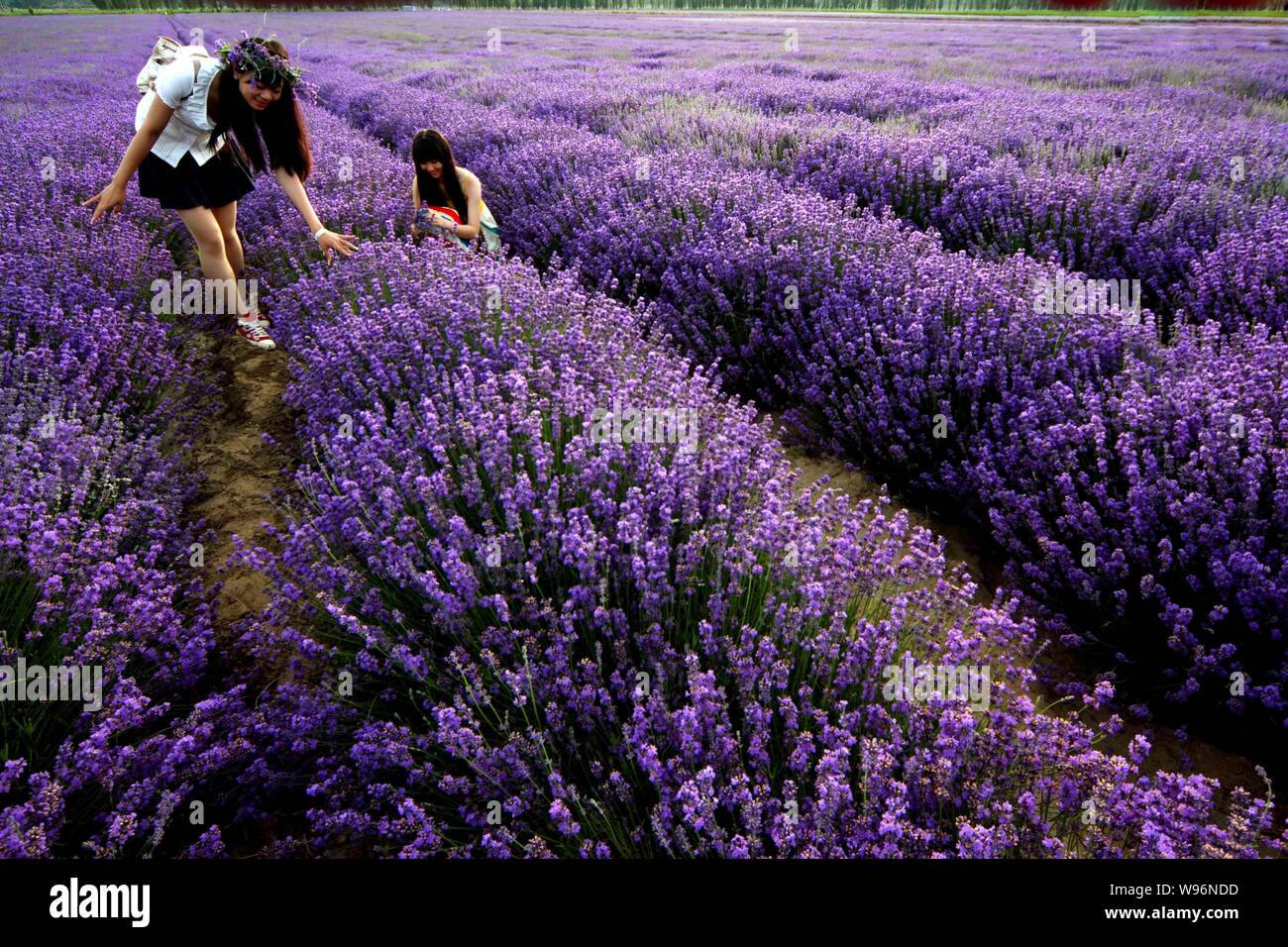 Tourists pose by lavender flowers in Huocheng county, northwest Chinas  Xinjiang Uygur Autonomous Region, 16 June 2012. Chinas largest lavender  plant Stock Photo - Alamy