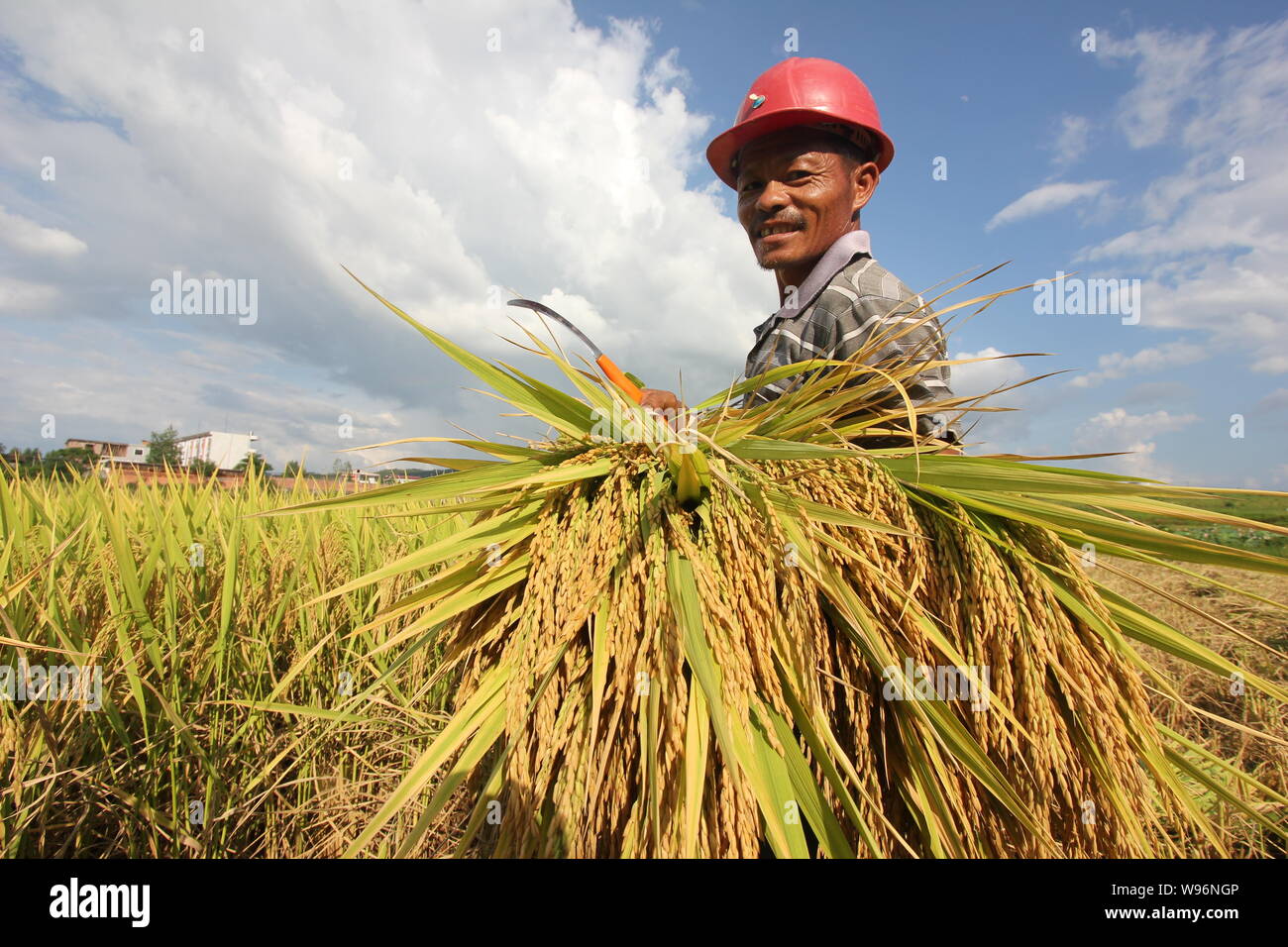 --FILE--A Chinese farmer harvests rice in his field in Longxi village ...