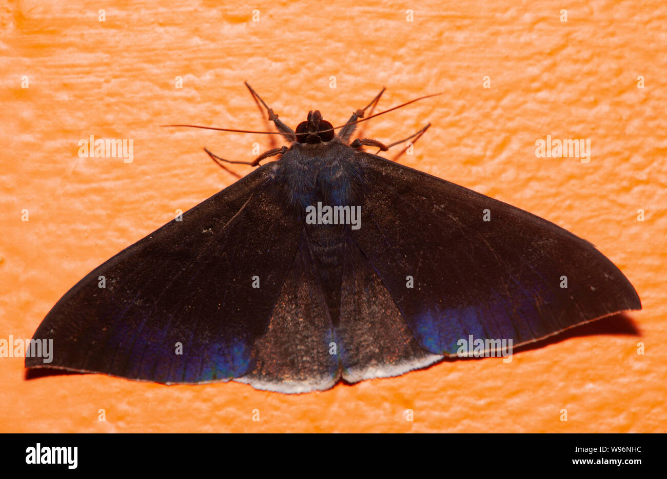 Moth, Lygniodes hypoleuca, Western Ghats, Kerala, India Stock Photo