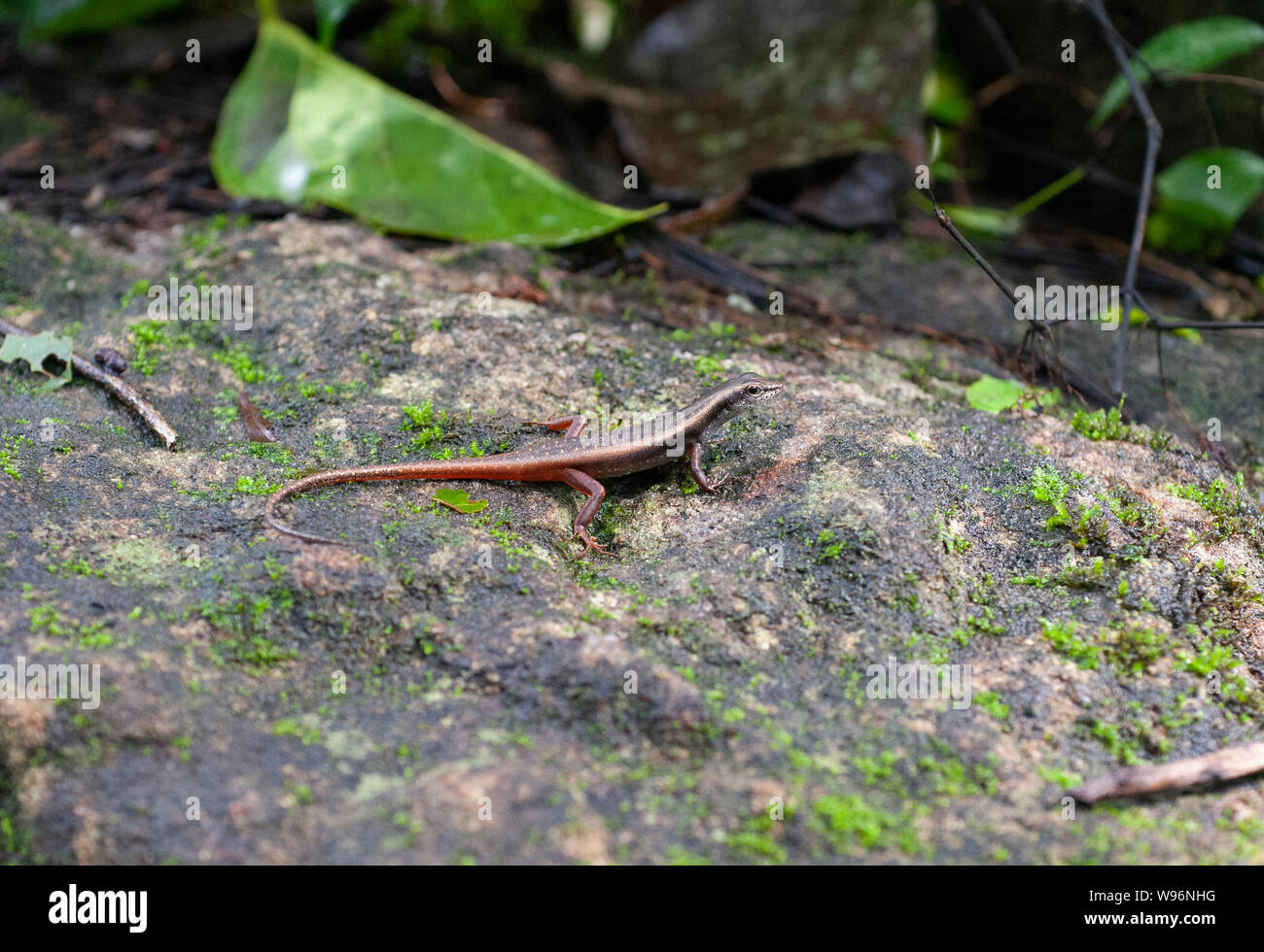 Dussumier's Little Skink also commonly known as Dussumier's forest skink, Sphenomorphus dussumieri, Western Ghats endemic species, Kerala, India Stock Photo