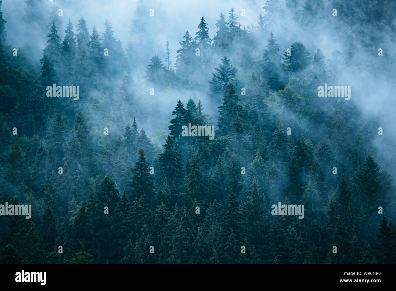 Misty landscape with fir forest in hipster vintage retro style Stock ...