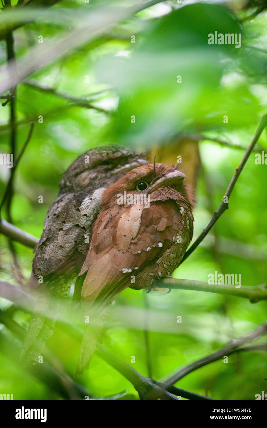 male and female Sri Lanka Frogmouth, Batrachostomus moniliger, Thattekad Bird Sanctuary, Western Ghats, Kerala, India Stock Photo