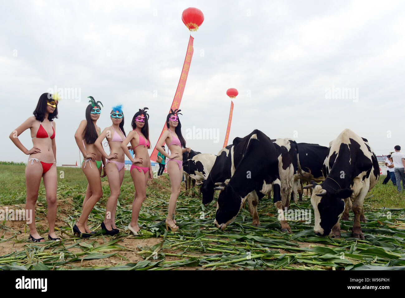 Bikini-dressed models pose next to cows during the First Cow Beauty Contest in Hutong village, Gucheng town, Shanyin county, Shuozhou city, northwest Stock Photo
