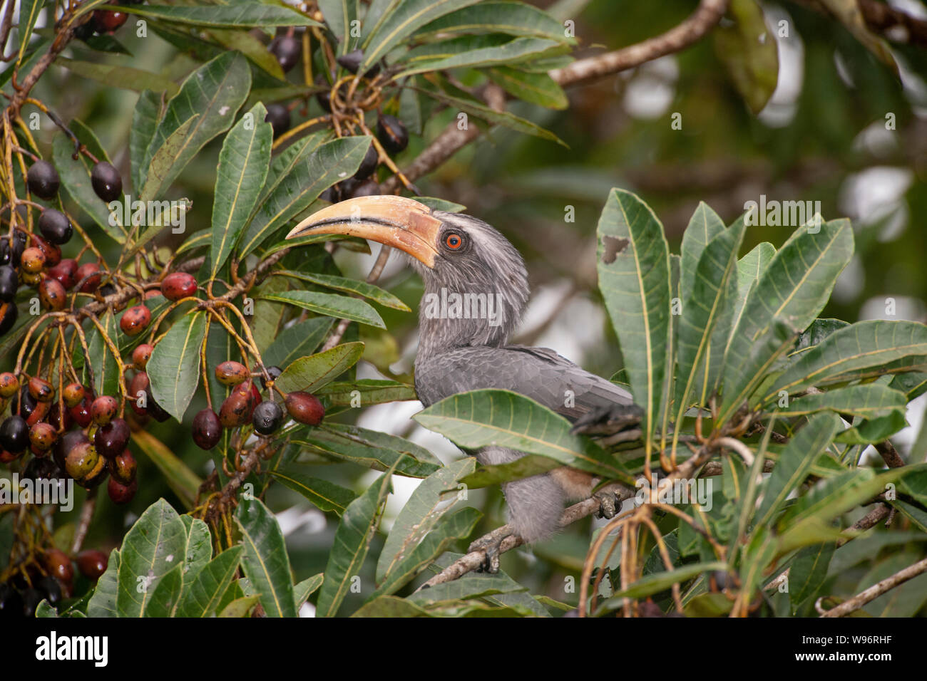 Malabar Grey Hornbill, Ocyceros griseus, Salim Ali Bird Sanctuary, Thattekad, Western Ghats, Kerala, India Stock Photo