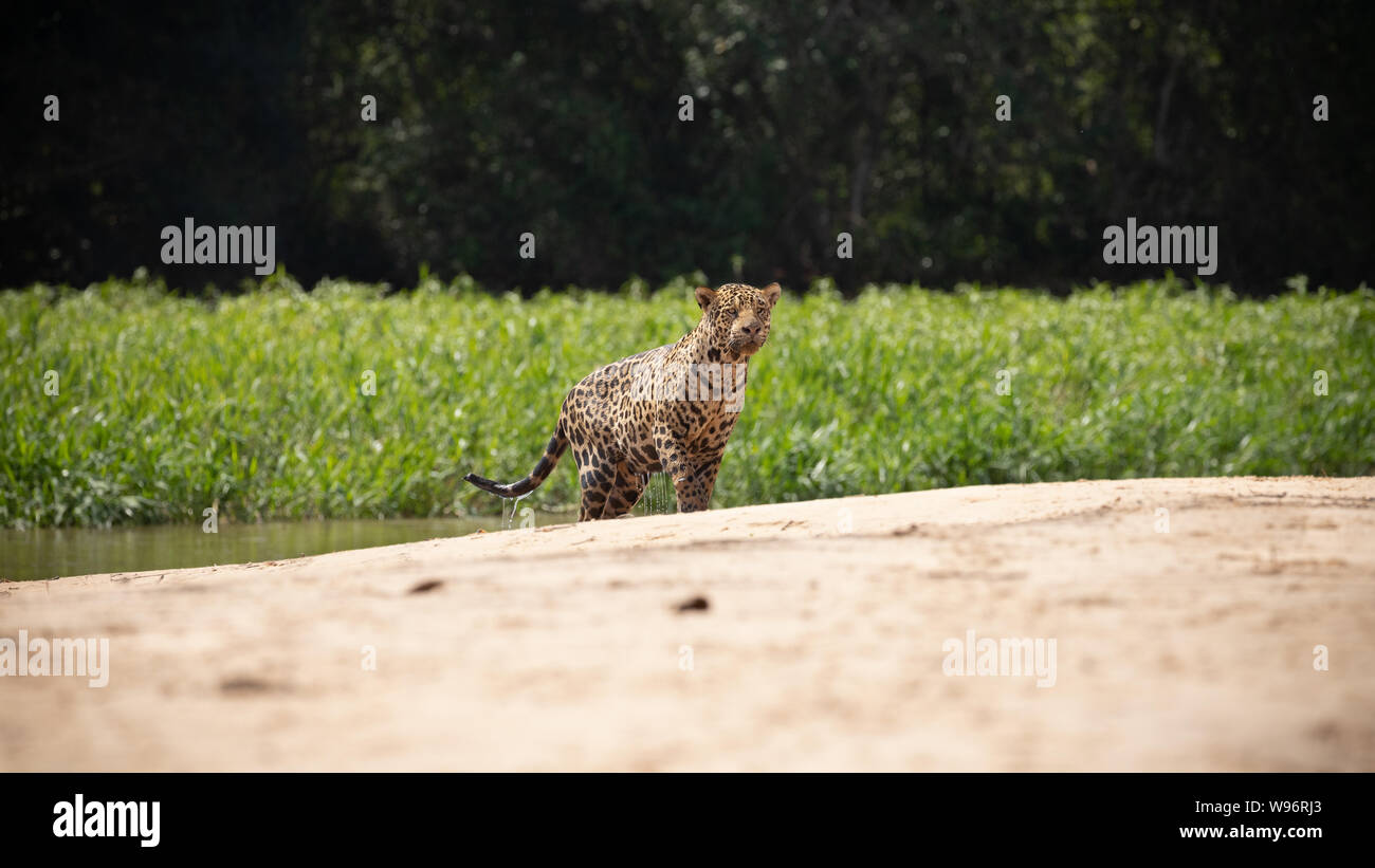 Jaguar (Onça Pintada( Stock Photo