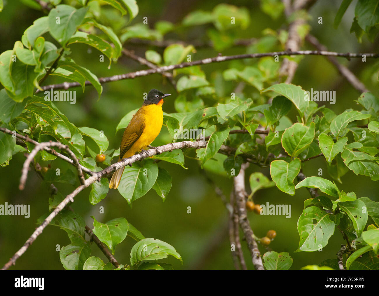 adult Flame-throated bulbul,Pycnonotus melanicterus gularis, in moist deciduous forest in monsoon season, Salim Ali Bird Sanctuary,Western Ghats,India Stock Photo