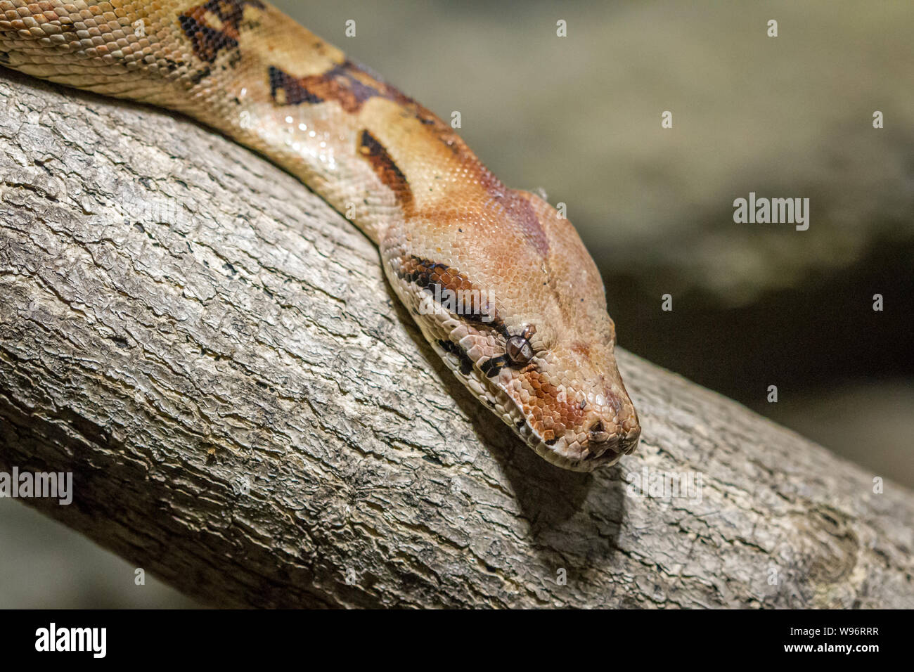 Snake in captivity (Serpentes) Stock Photo