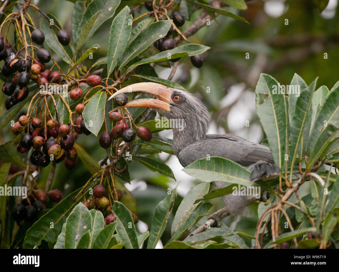 Malabar Grey Hornbill, Ocyceros griseus, Salim Ali Bird Sanctuary, Thattekad, Western Ghats, Kerala, India Stock Photo