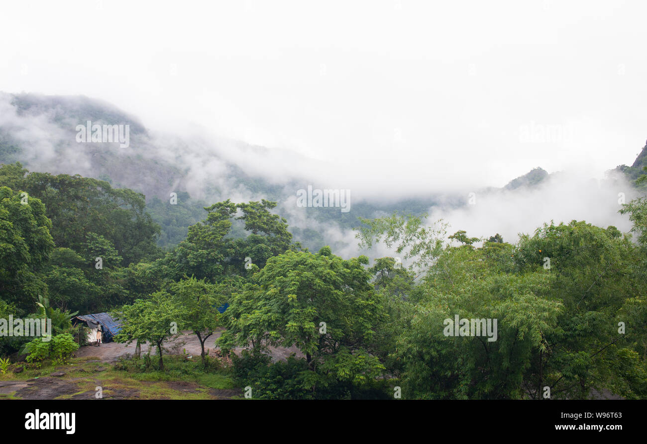 Montane evergreen rainforest and lowland moist deciduous forest canopy in mist during the monsoon, Ernakulam district, Western Ghats, Kerala, India Stock Photo