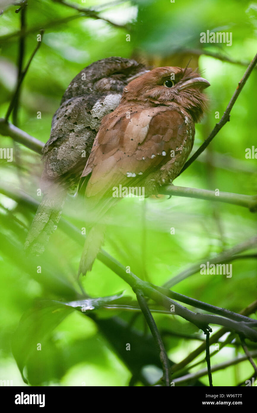 male and female Sri Lanka Frogmouth, Batrachostomus moniliger, Thattekad Bird Sanctuary, Western Ghats, Kerala, India Stock Photo