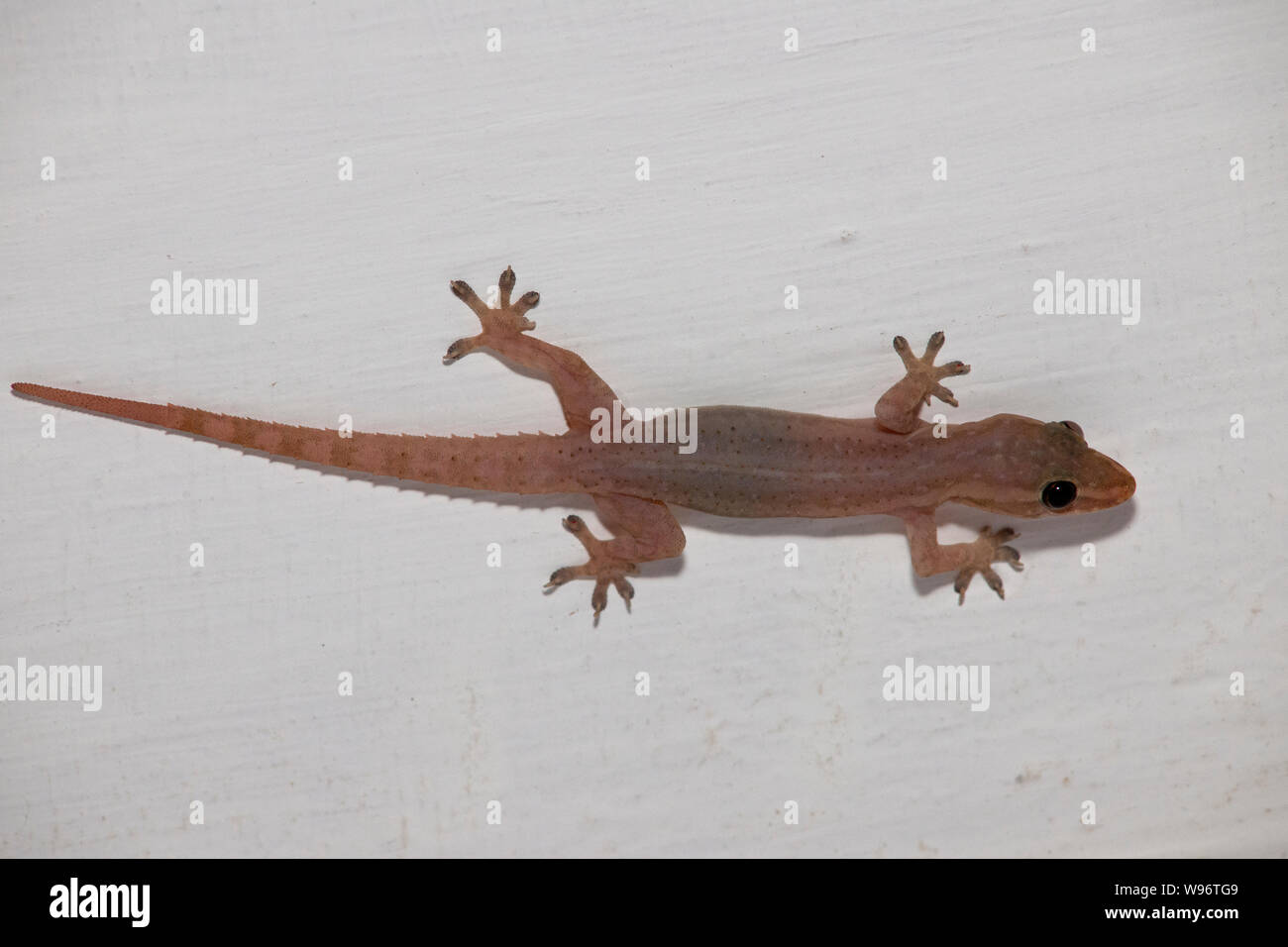 Four-clawed gecko,Gehyra mutilata, also as common four-clawed gecko,stump-toed gecko,tender-skinned house gecko or sugar gecko, Western Ghats,India Stock Photo