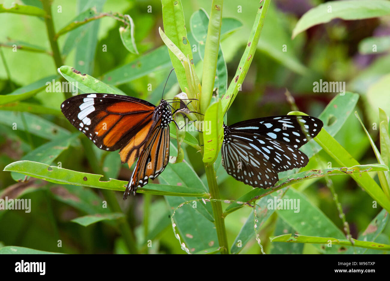 Blue Tiger butterfly, Tirumala limniace, and Common or Striped Tiger butterfly, Danaus genutia, Western Ghats, India Stock Photo