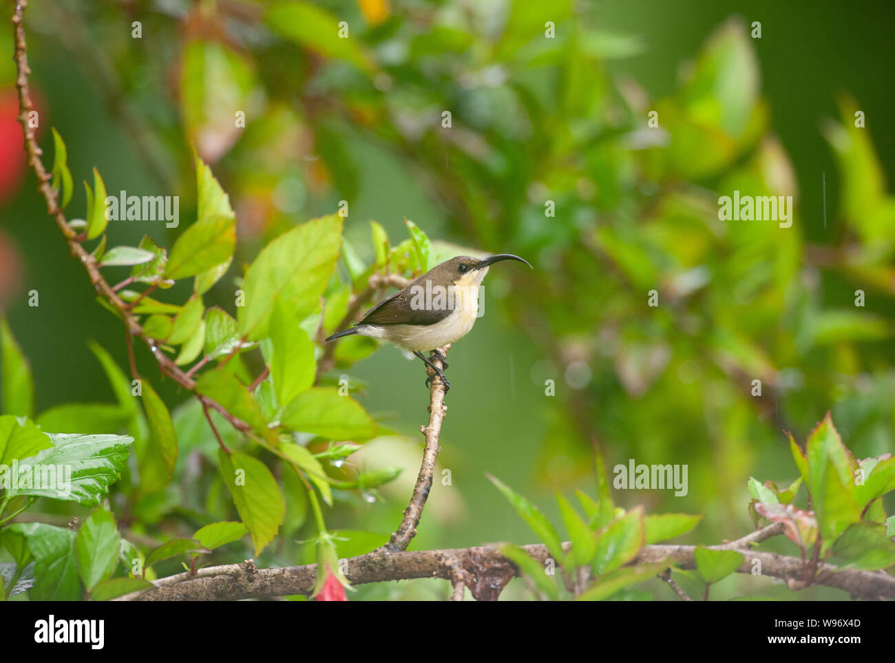 female Loten's Sunbird, Nectarinia lotenia or Cinnyris lotenius, monsoon season, Salim Ali Bird sanctuary, Western Ghats, Kerala, India Stock Photo