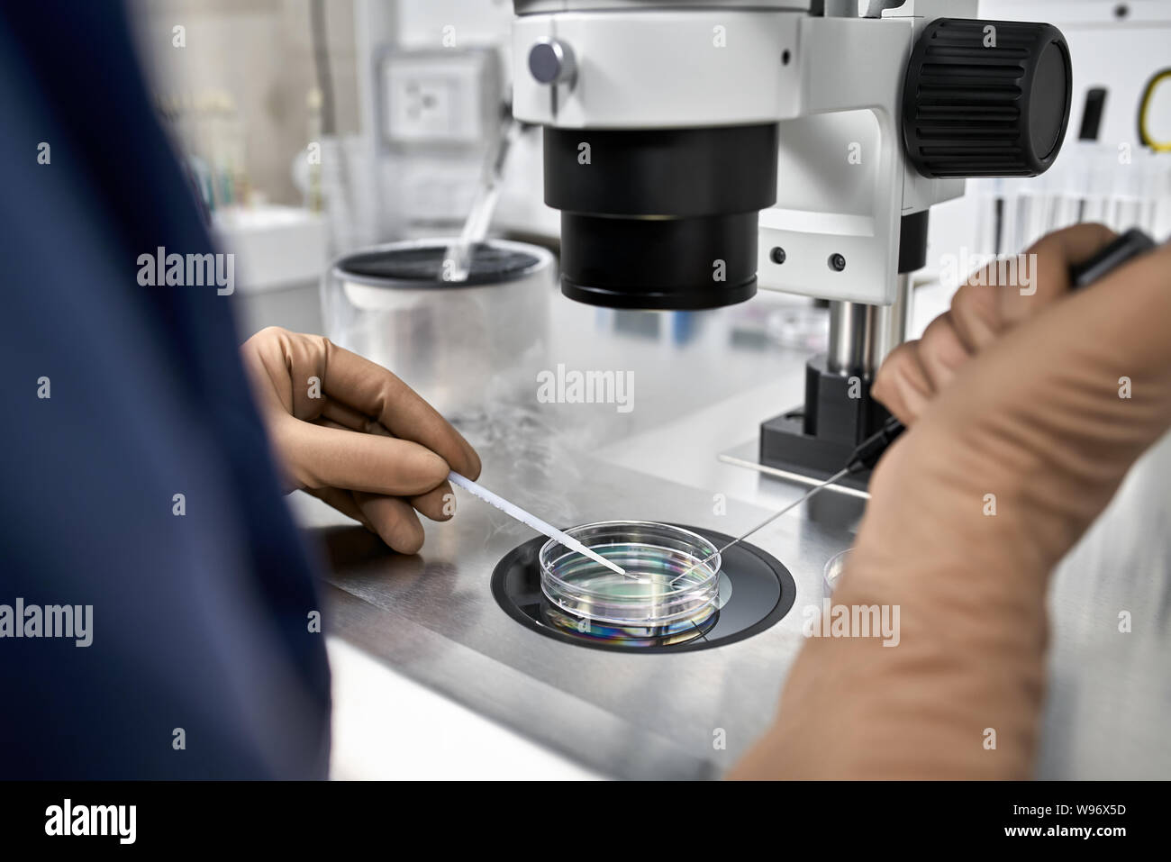Process of in vitro fertilization in laboratory Stock Photo