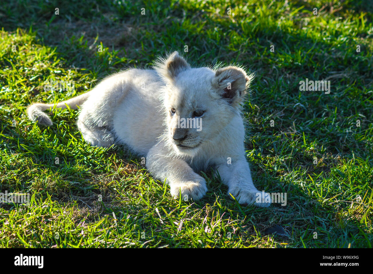 White Lion Cub High Resolution Stock Photography And Images Alamy