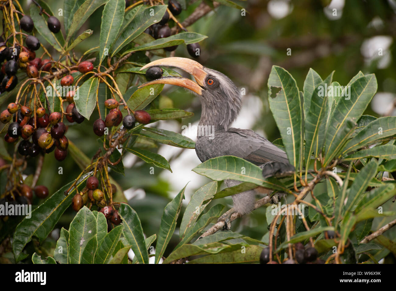 male adult Malabar Grey Hornbill, Ocyceros griseus, feeding on fruit, Thattekad Bird Sanctuary, endemic to Western Ghats, Kerala, India Stock Photo