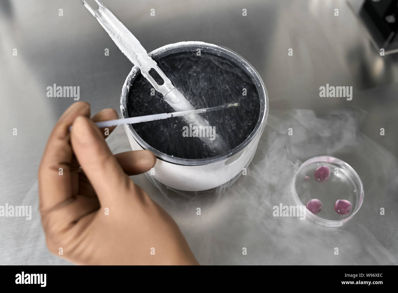 Process of in vitro fertilization in laboratory Stock Photo