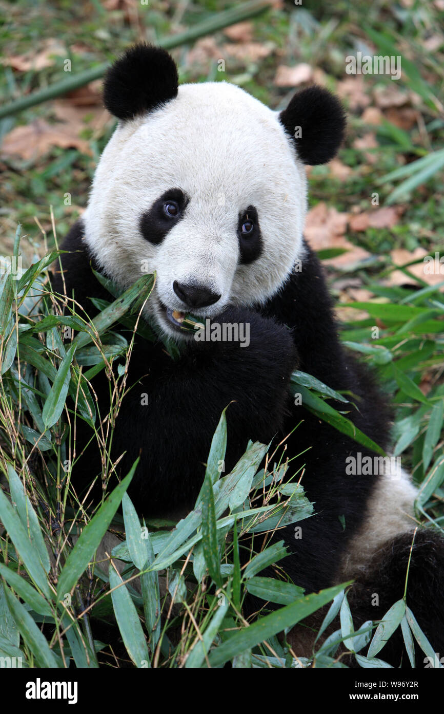 FILE--Giant panda Gong Zai (Gongzai) eats bamboo at the Chengdu Research  Base of Giant Panda Breeding in Chengdu city, southwest Chinas Sichuan prov  Stock Photo - Alamy