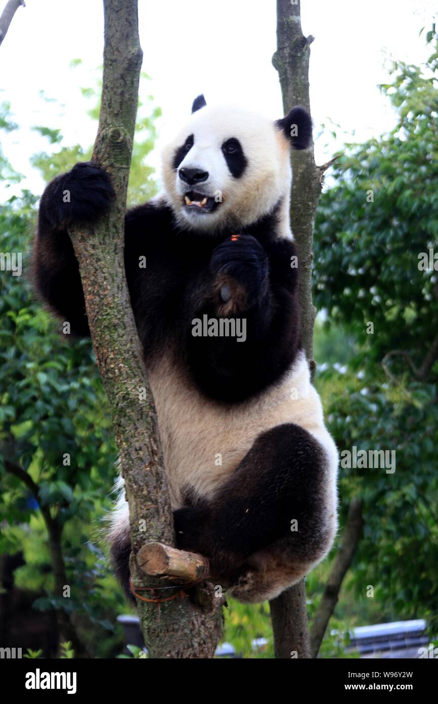 Animal Rescue Giant Panda