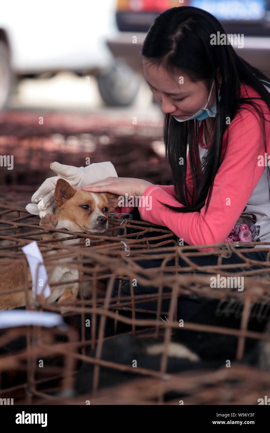An animal welfare volunteer pats a caged dog in Kunming, southwest Chinas Yunnan province, 20 April 2012.   Following increasing public complaints on Stock Photo