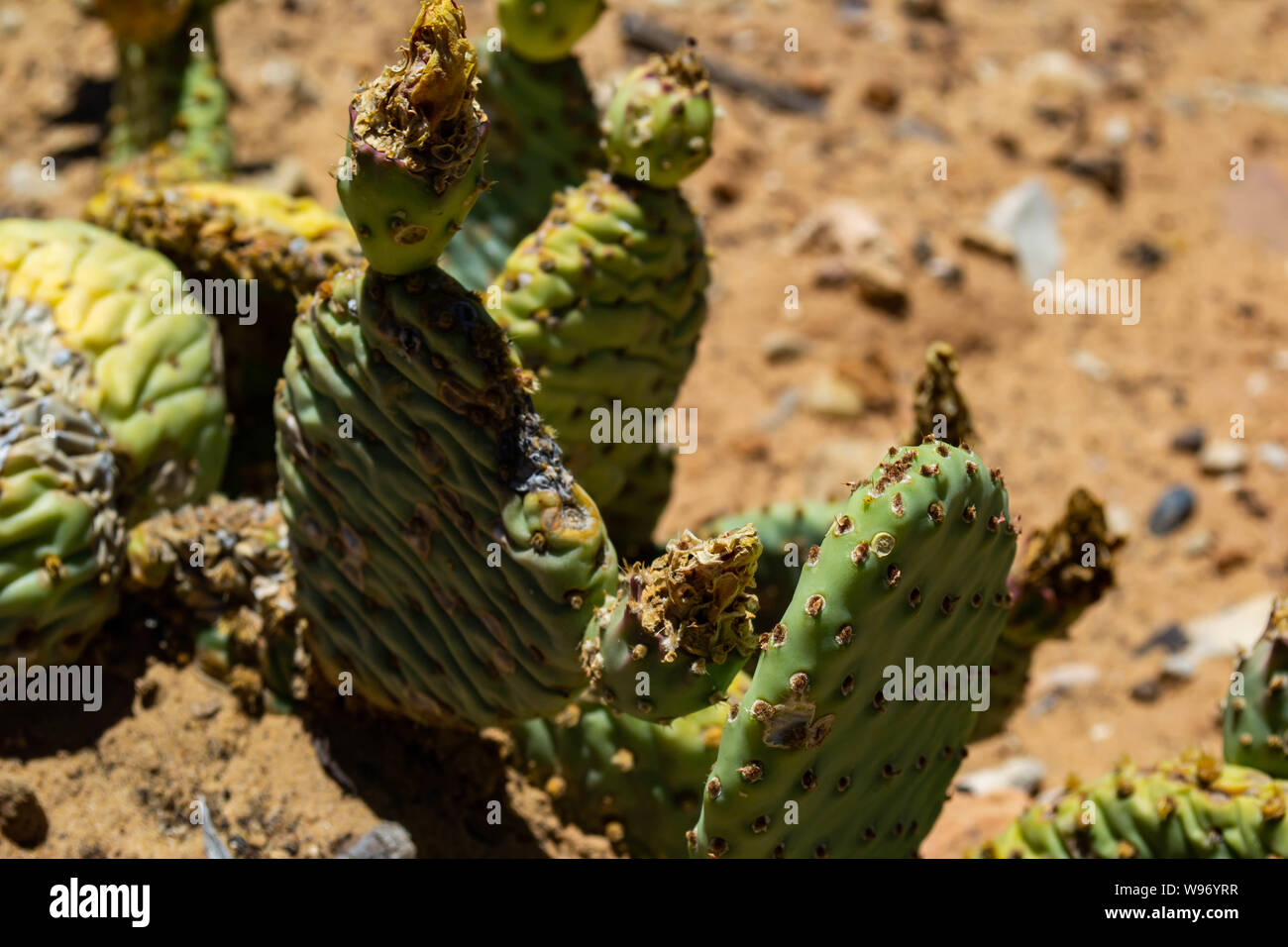 flat armed cacti growing out of the sand Stock Photo - Alamy