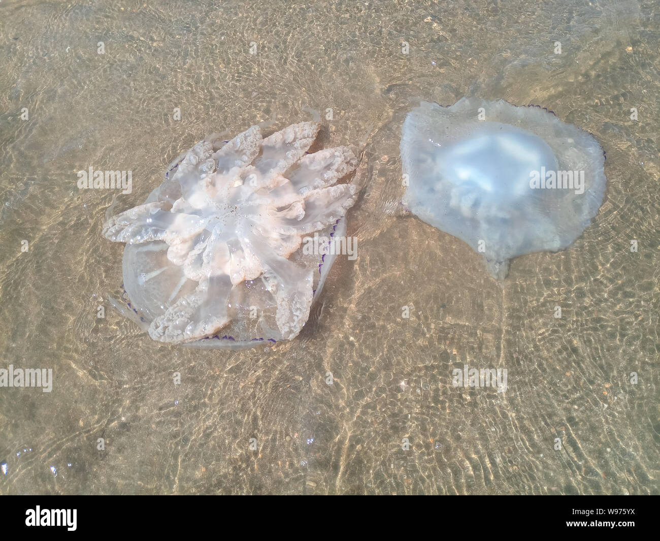 Dead jellyfish in the shallow waters of the seashore. Jellyfish