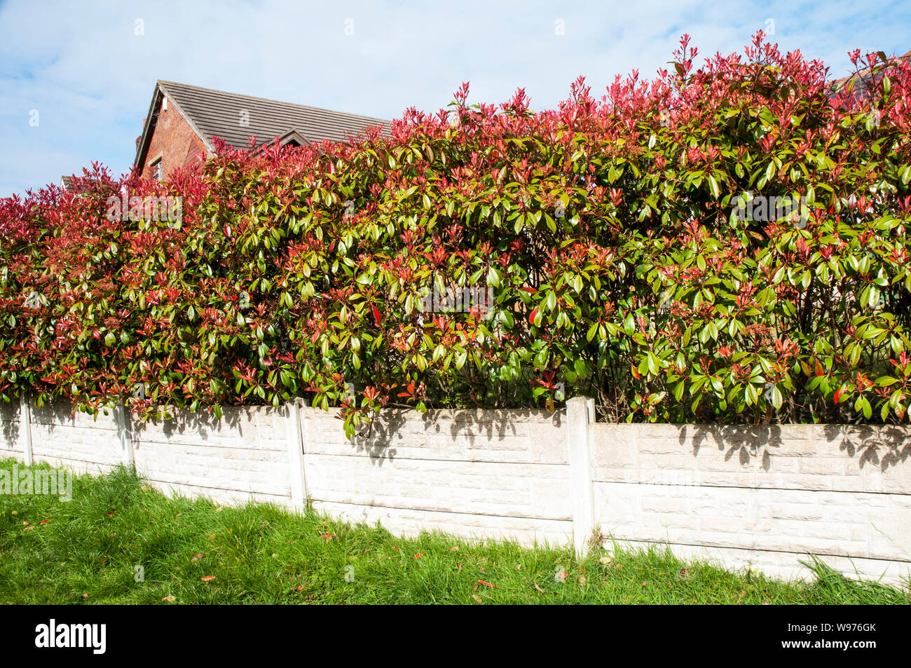 Photinia x fraseir Red Robin showing bright red leaves in early spring and being used as hedging  An evergreen shrub that is frost hjardy Stock Photo