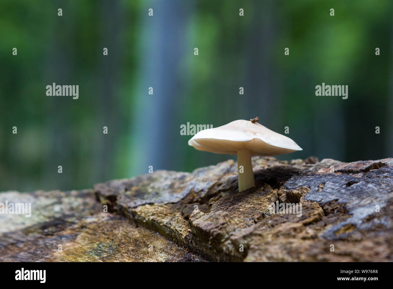 Pluteus petasatus mushroom on tree stump in summer forest, Matra Mountains, Hungary Stock Photo