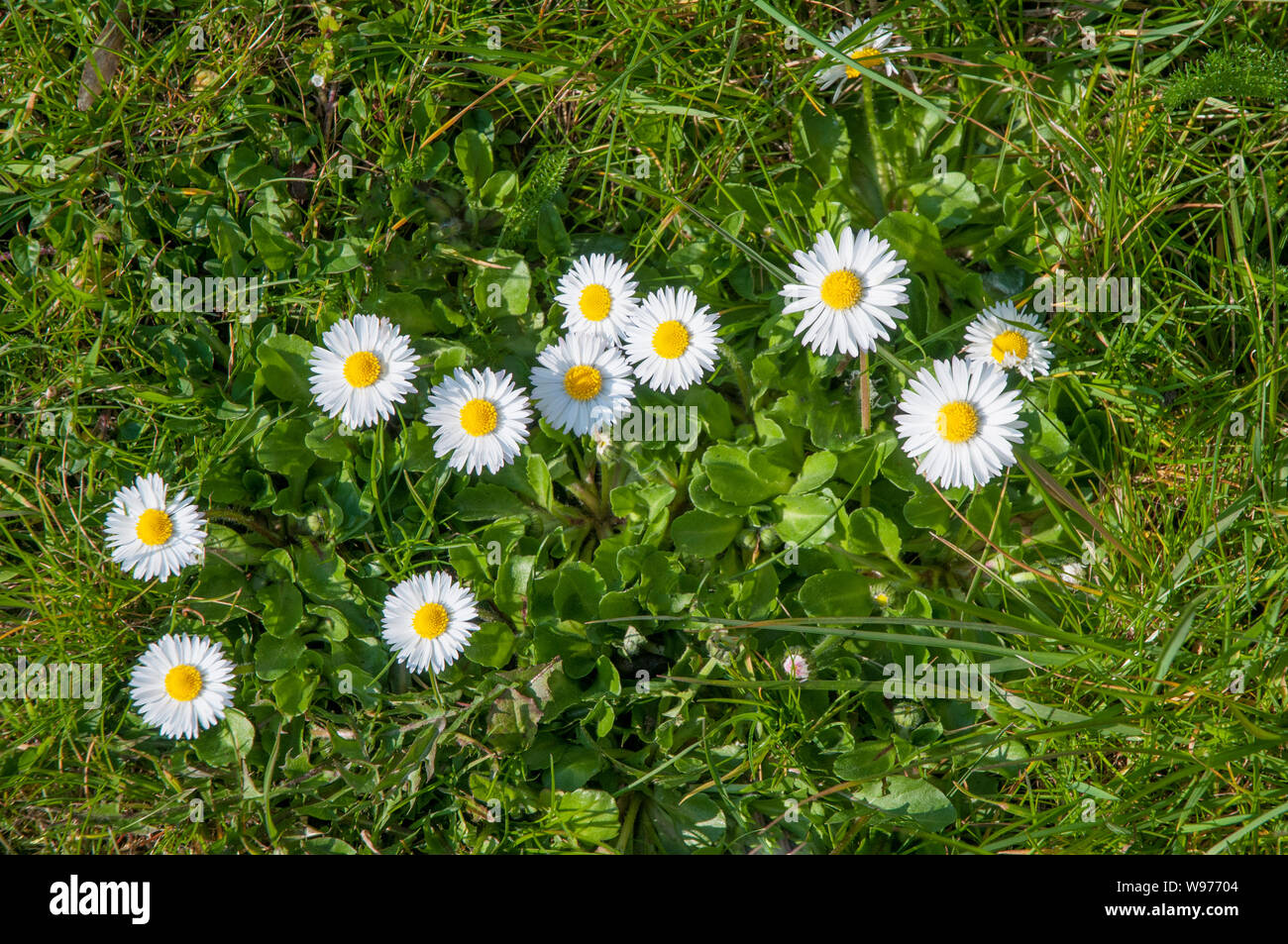 Daisies Bellis perennis growing wild in grass verge Stock Photo Alamy