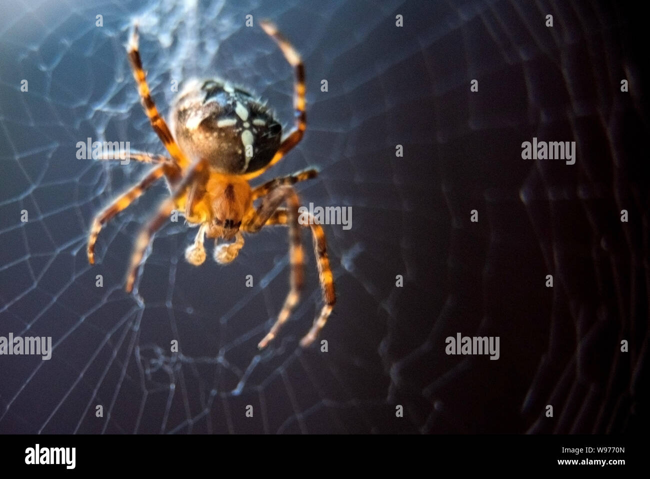 The spider species Araneus diadematus is commonly called the European garden spider, diadem spider, cross spider and crowned orb weaver. Stock Photo