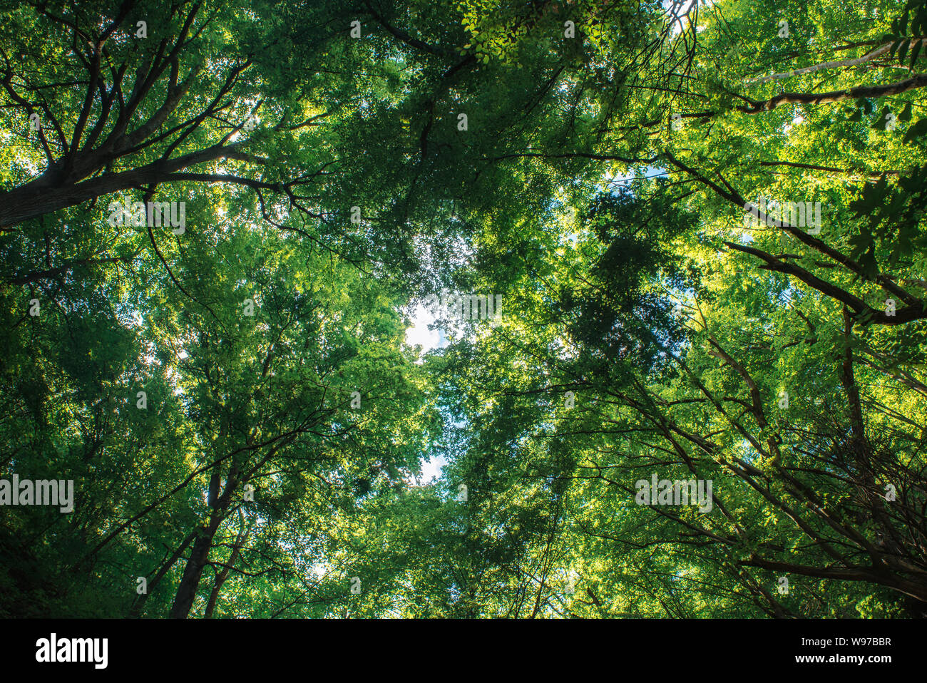 Summer green forest Stock Photo - Alamy
