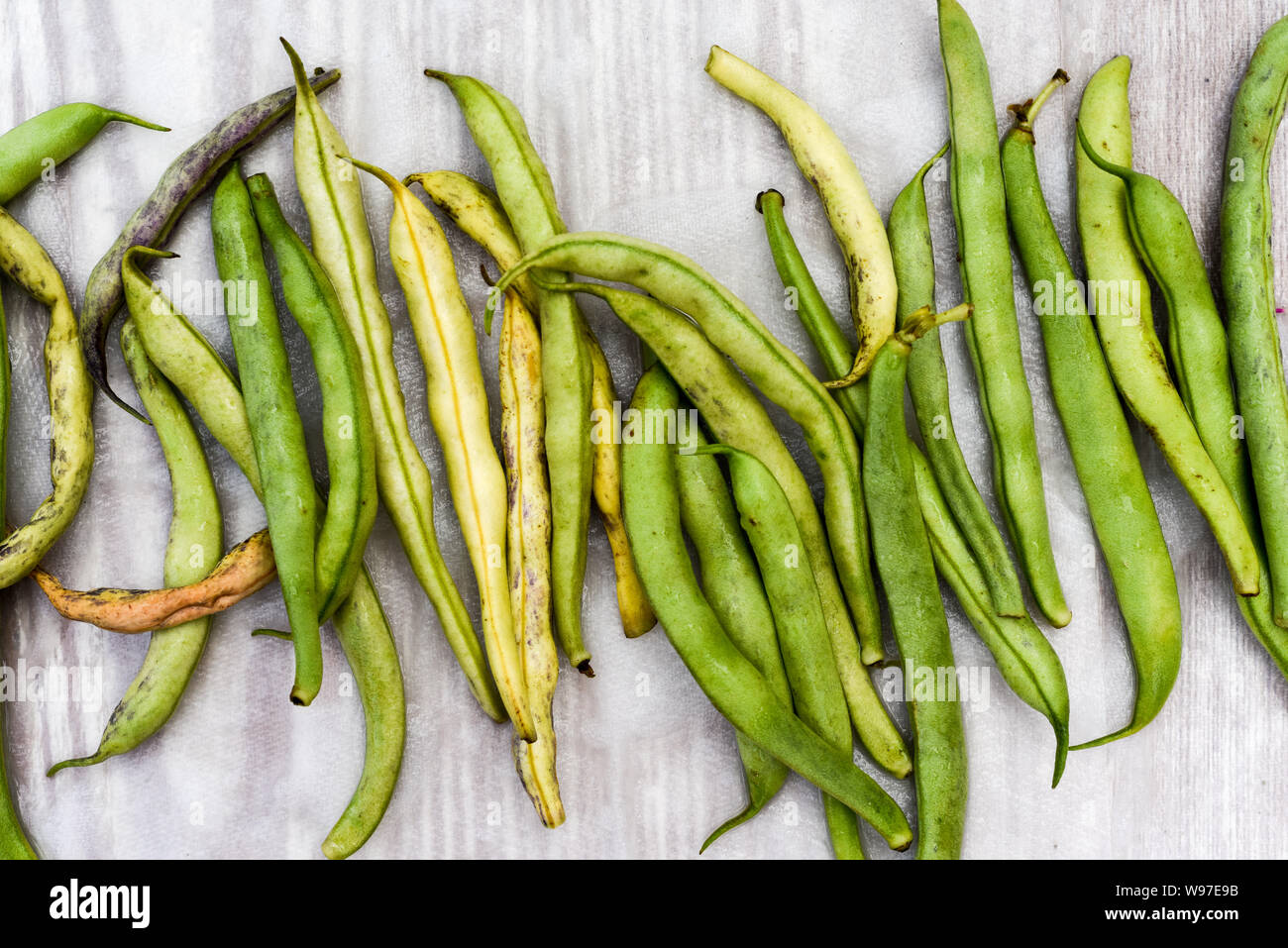 Broad beans, home grown organic broad or runner beans freshly picked Stock Photo