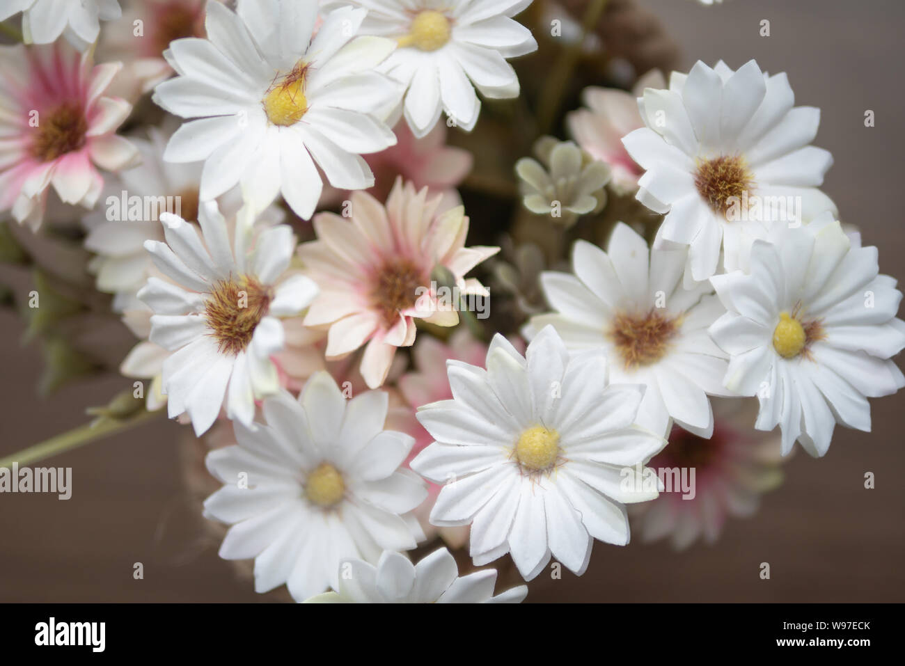 Close up white and pink flowers on the wooden table with yellow pollen. Top view blooming of fake flower. Stock Photo