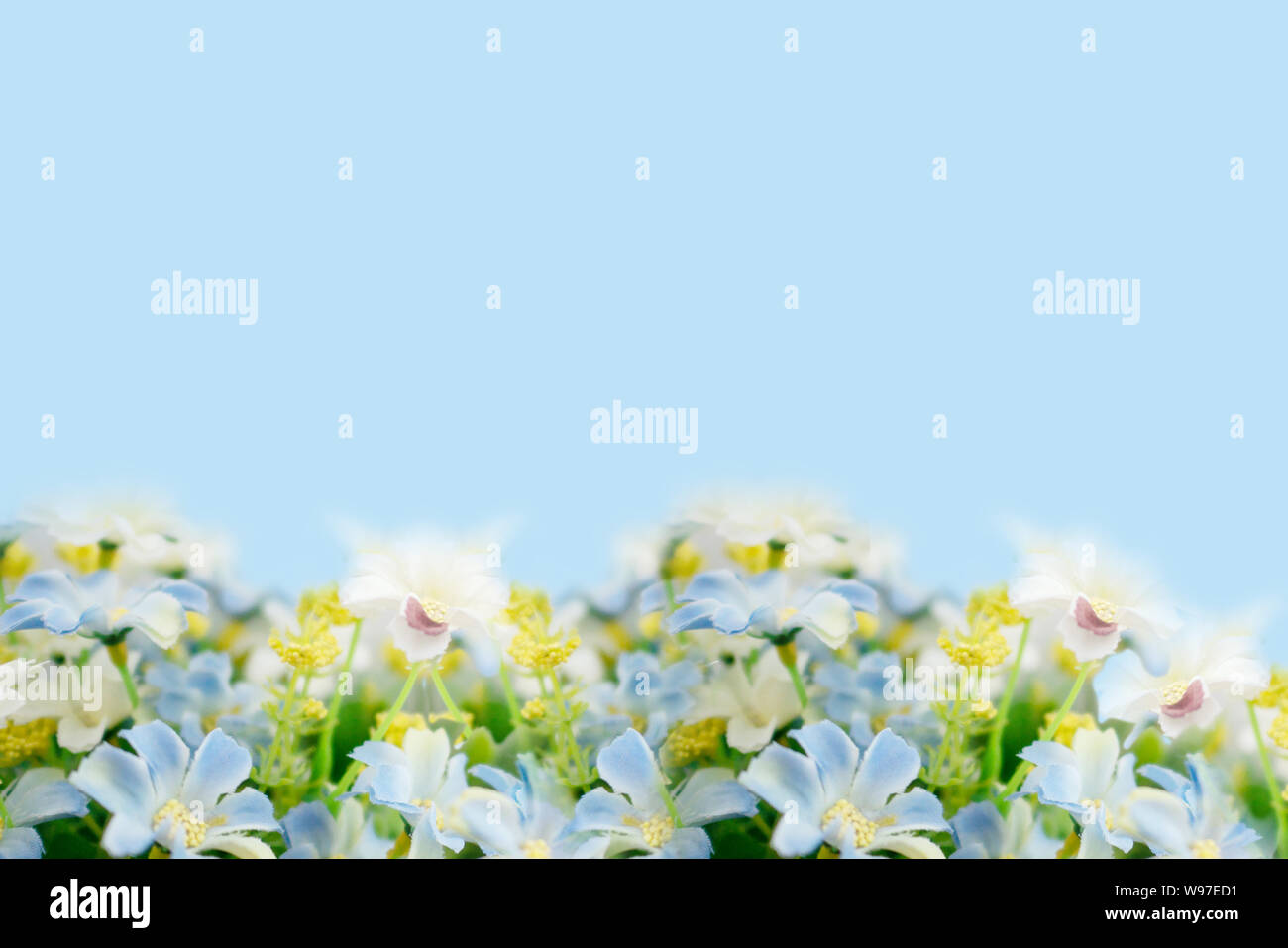 Blurred flowers and yellow pollen with green leaf. Blooming of fake flower on soft blue background with copy space for text. Stock Photo