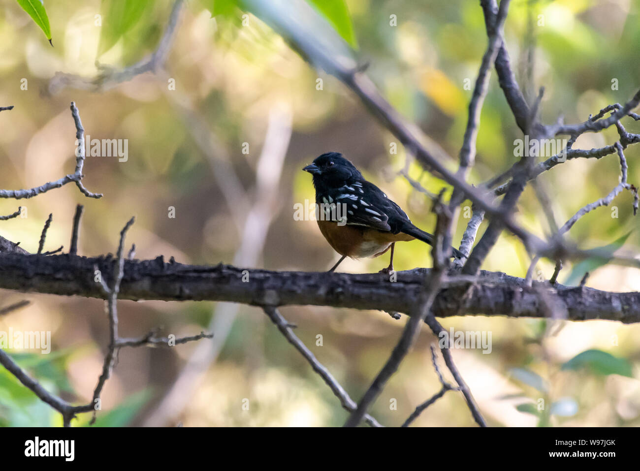 Cute Towhee bird perched on a branch in morning hours while looking for food to survive. Stock Photo