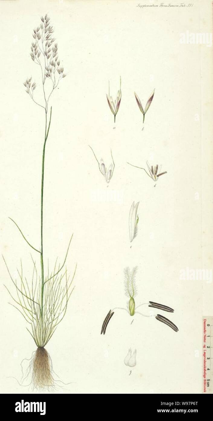 Deschampsia setacea illustration (02). Stock Photo