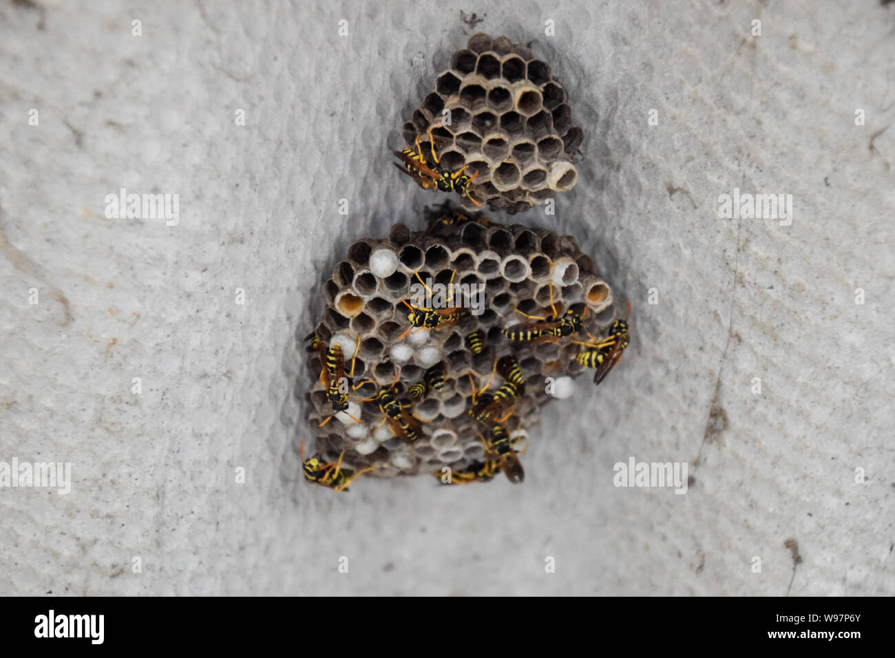 Wasp nest under roof hires stock photography and images Alamy