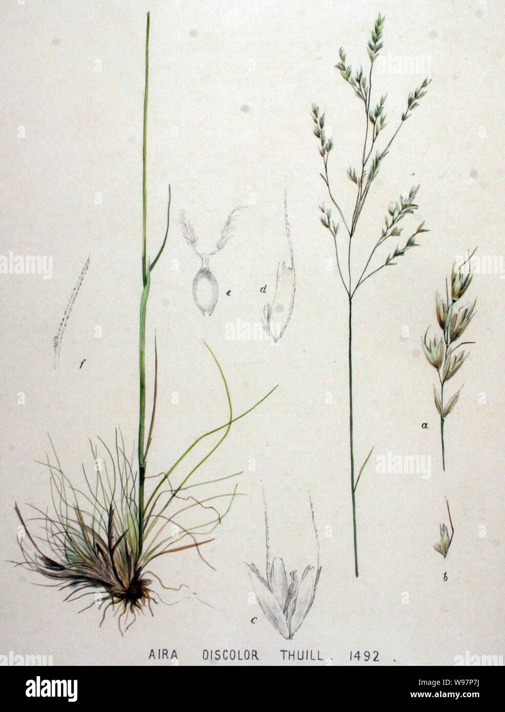 Deschampsia setacea illustration (01). Stock Photo