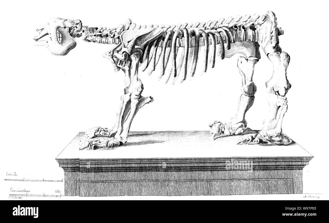 Descripcion del esqueleto de un quadrúpedo muy corpulento y raro que se conserva en el Real Gabinete de Historia natural de Madrid. Stock Photo