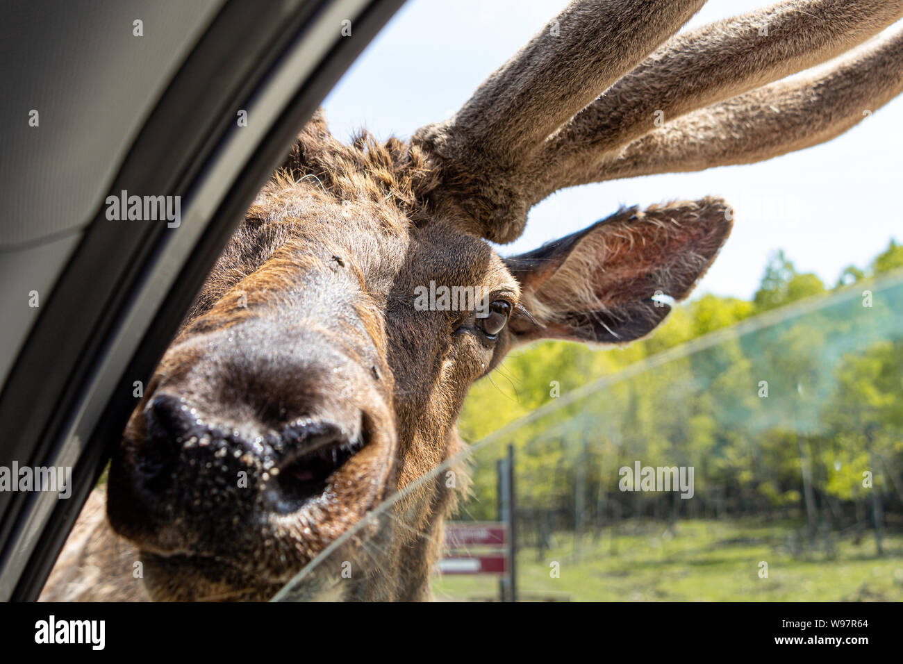 Curious Deer checking for food at Omega Park Stock Photo