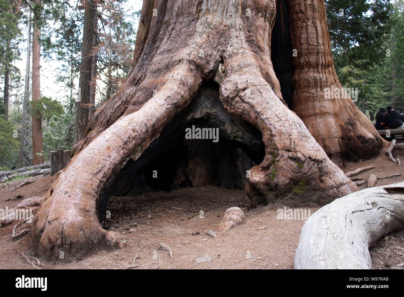 Sequoia national forest hires stock photography and images Alamy