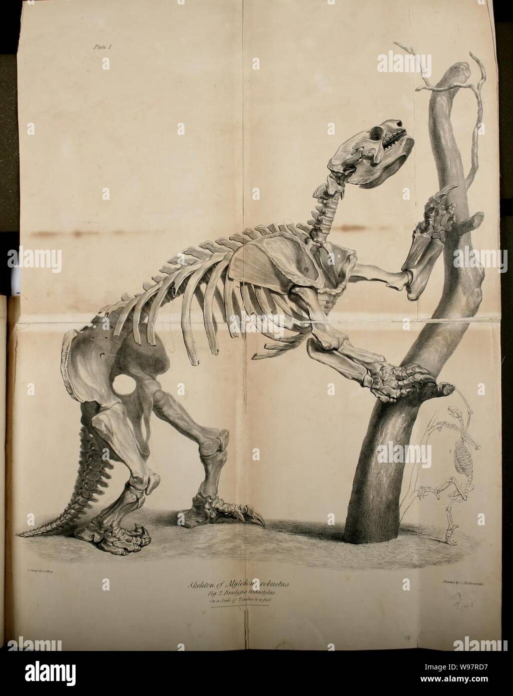 Description of the skeleton of an extinct gigantic Sloth, Mylodon ...