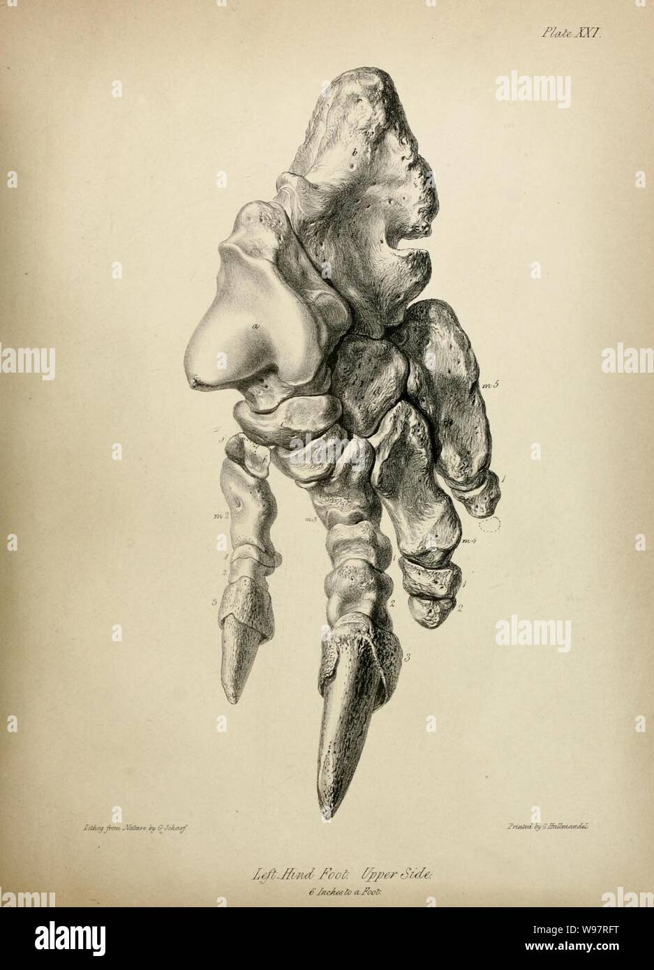 Description of the skeleton of an extinct gigantic Sloth, Mylodon robustus, Owen, with observations on ... Megatherioid quadrupeds in general (Plate XXI) Stock Photo