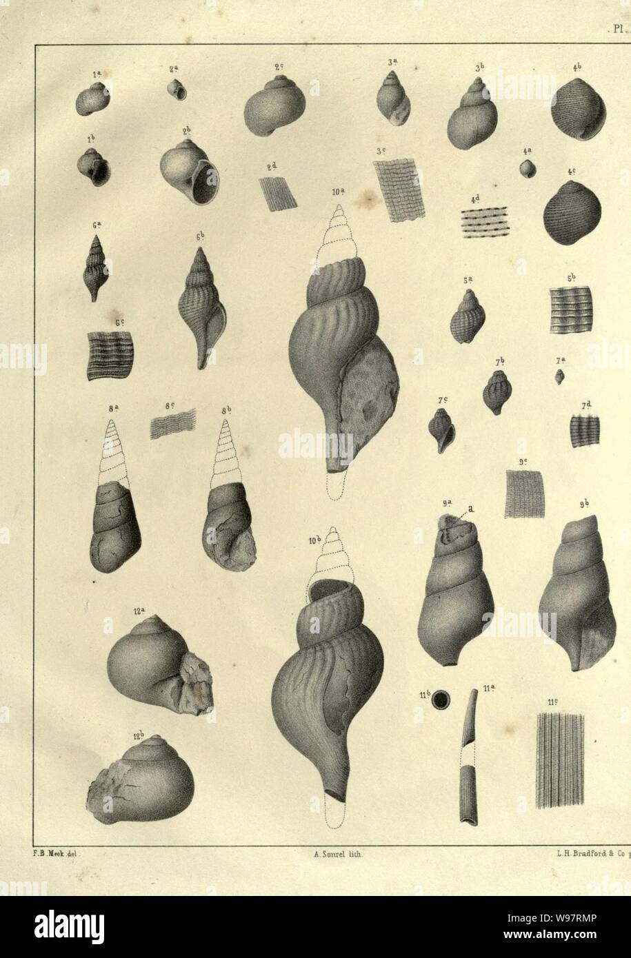 Descriptions of new species of fossils Stock Photo Alamy