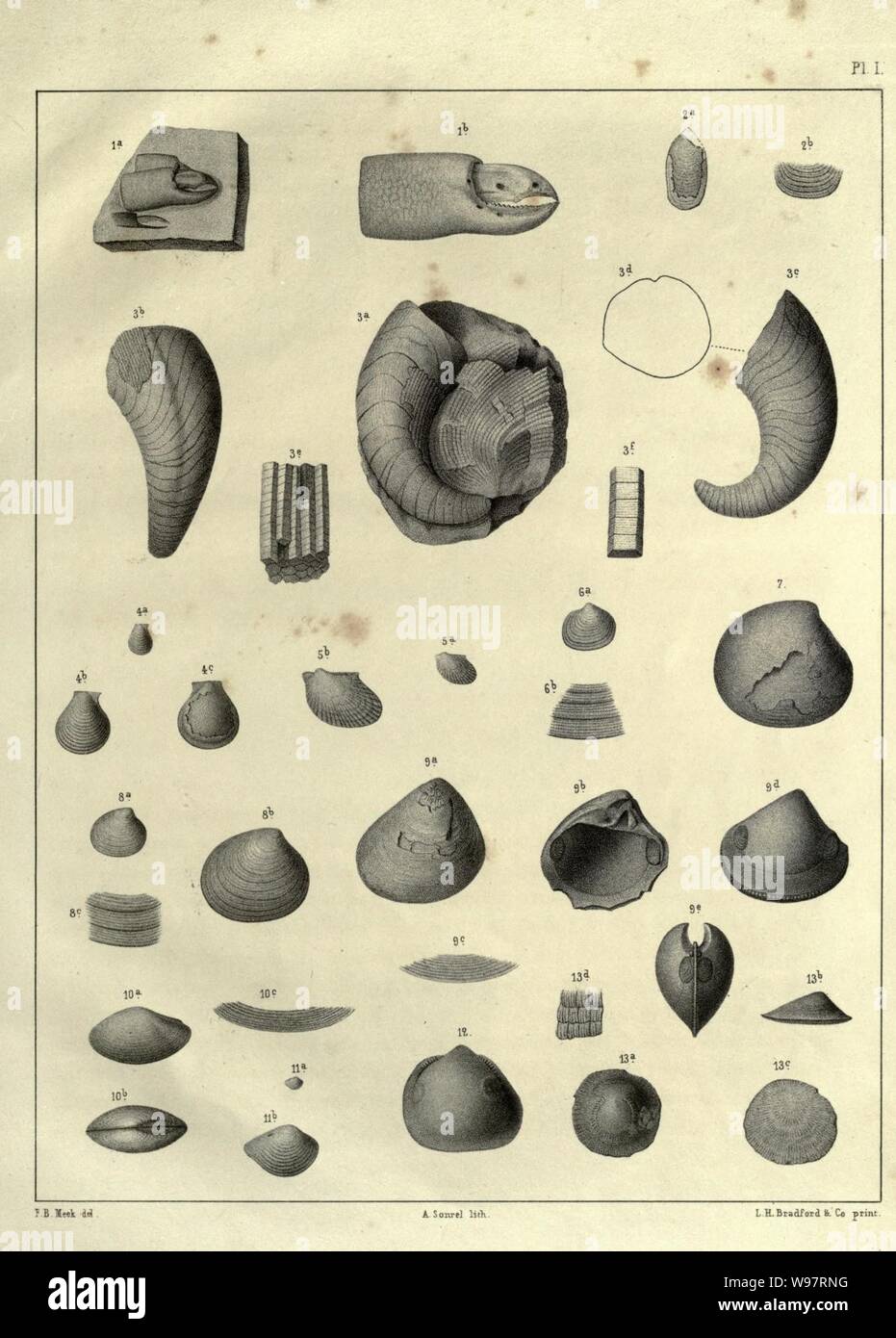 Descriptions of new species of fossils Stock Photo Alamy