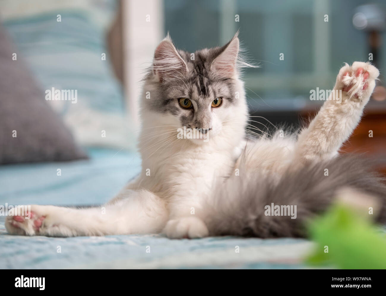 Six month old juvenile female Maine Coon Cat grooming Stock Photo Alamy